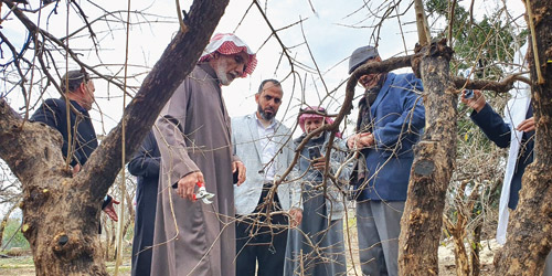 ورشة عمل عن طريقة تقليم أشجار الرمان 