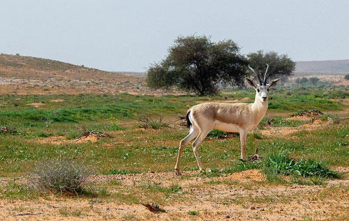 محمية الإمام تركي بن عبدالله تفعل الاحتفاء باليوم العالمي للحياة الفطرية 