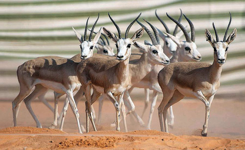 إطلاق عدد من ظباء الريم في متنزه الزلفي الوطني 