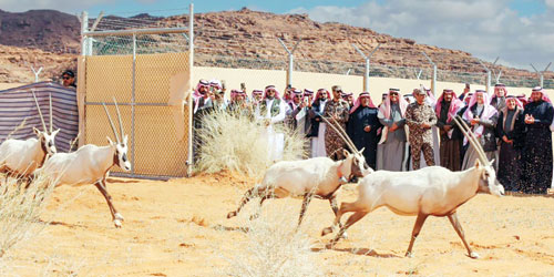 إطلاق 65 من المها وغزال الريم في محمية الملك سلمان بتبوك 