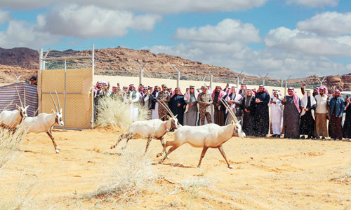 إطلاق 65 من المها وغزال الريم في محمية الملك سلمان بتبوك 