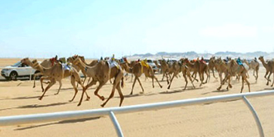 انطلاق المرحلة الأولى لسباق الميادين على ميدان الهجن في تبوك 