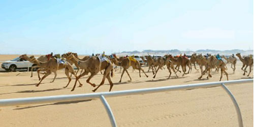 انطلاق المرحلة الأولى لسباق الميادين على ميدان الهجن في تبوك 