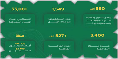 ترقيم أكثر من نصف مليون رأس من الإبل والماشية 