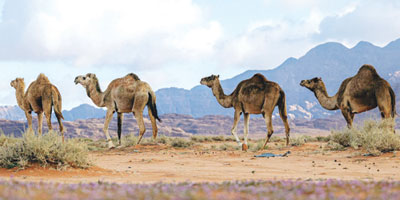 ثلوج علقان.. وجهة سياحية لعشاق الطبيعة 