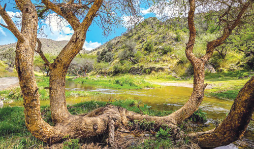 الخضرة وجريان الماء يرسمان جمال الطبيعة في وادي ضرك 