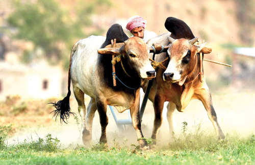 جبل «بركوك».. الزراعة بطرق تقليدية تعزيزًا للسياحة الريفية 