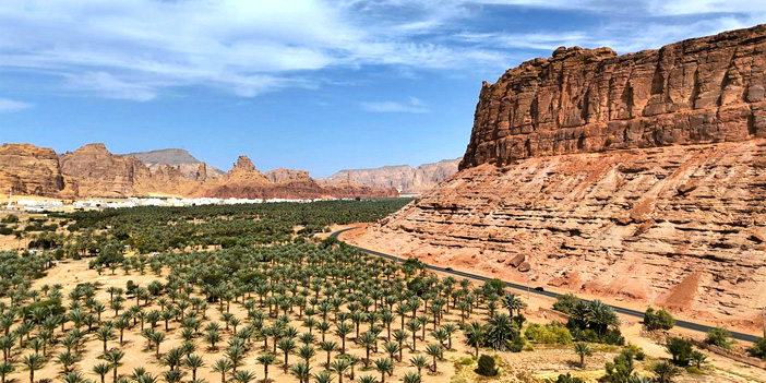 نخيل العلا.. واحات وارفة وإنتاج وفير 